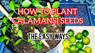 How to Plant Calamansi Seeds [upl. by Cranston]