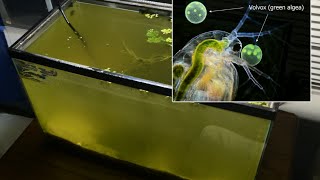 Raising Daphnia for the Freshwater Aquarium [upl. by Freytag971]