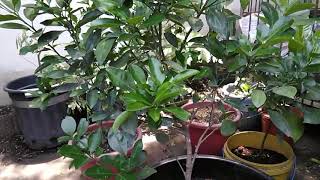 Kalamansi tree in container  How to fertilize [upl. by Scharf]