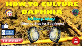 HOW TO CULTURE DAPHNIA In Easy Way [upl. by Eetak]