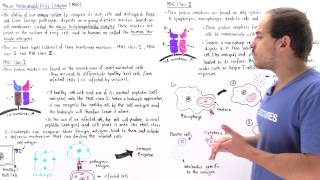 Immunology Innate and Adaptive Immunity Lecture8 [upl. by Santoro]